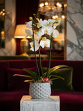 Orhidee Phalaenopsis